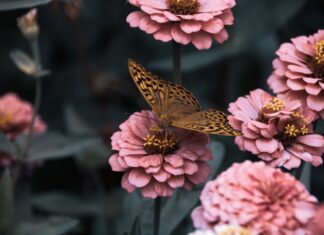 Jouw tuin: de beste tuin