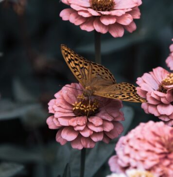 Jouw tuin: de beste tuin