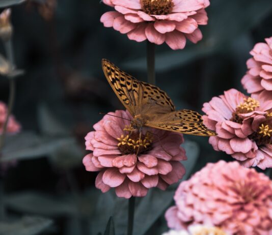 Jouw tuin: de beste tuin