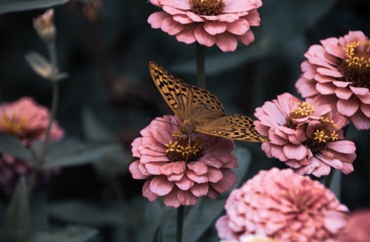 Jouw tuin: de beste tuin