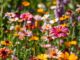 Bijvriendelijke tuin: eenvoudige tips voor bloemen en schuilplaatsen